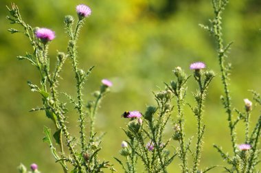 Dikensiz dikeni çiçek açmış. Arka planda bulanık yeşil bitkiler olan yabanarısı yakın plan görüntüsü var.