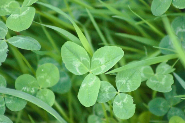 White Clover Green Leaves Close View Selective Focus Foreground — Stock Photo, Image
