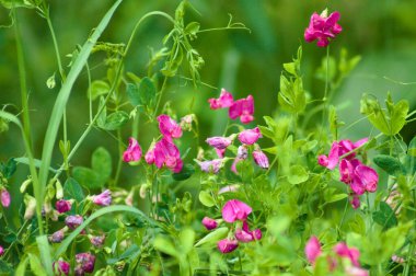 Çiçek açan tüberküloz bezelye ön planda seçici bir odak ile yakın plan görüntüsü