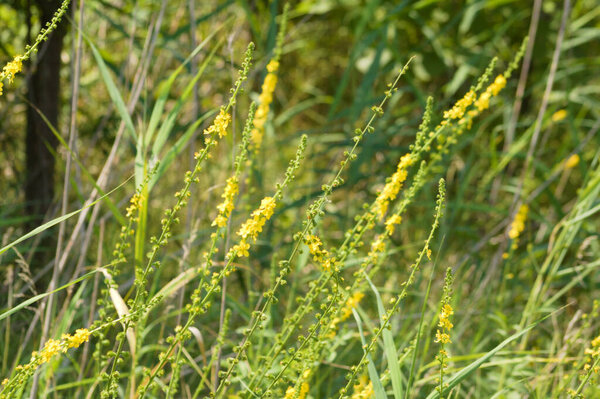 Common agrimony in bloom close-up view with selective focus on foreground