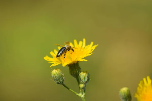 蜜蜂授粉多年生播种雌鸟在开花特写的视野与绿色模糊的背景 — 图库照片