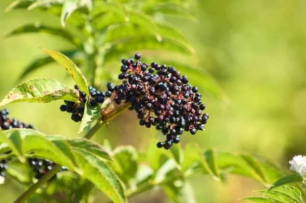 Zwerg Holunder Früchte Nahaufnahme Mit Unscharfen Grünen Pflanzen Auf Dem — Stockfoto