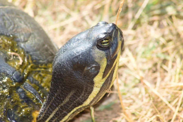 Cabeza Tortuga Vista Primer Plano Con Enfoque Selectivo Primer Plano — Foto de Stock