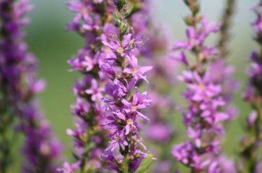 Mor gevşeklik çiçek açıcı yakın plan görünümde ve seçici ön plan odaklı