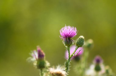 Çiçek açan dikensiz devedikeni. Arka planda yeşil bulanık bitkiler.