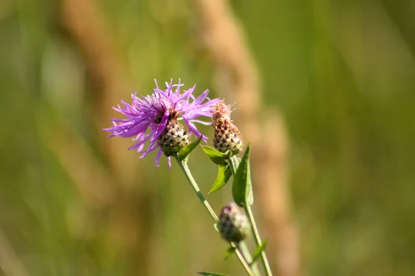 Knapweed Marrón Vista Del Primer Plano Floración Con Las Plantas — Foto de Stock