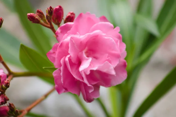 Çiçek açan yabani otlar ve ön planda seçici bir odak ile yakın plan görüntüsü oluşturur