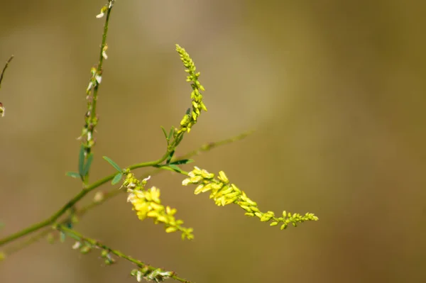 Yellow Sweet Clover Bloom Close View Blurred Background — Stock Photo, Image