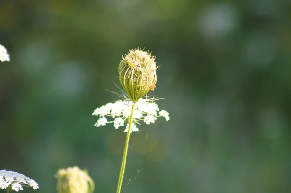 Wild Carrot Bud Close View Blurred Green Plants Background — Stock Photo, Image