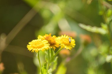 Önplanda seçici bir odak ile çiçeklenme yakın görüntüsü yaygın pire