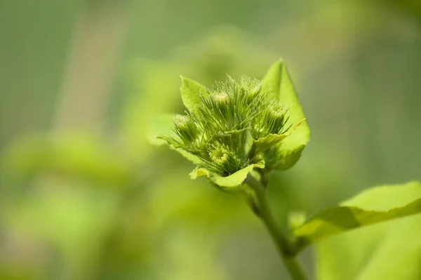 緑のぼやけた背景でクローズアップビューを開花する準備ができているより少ないゴボウの芽 — ストック写真