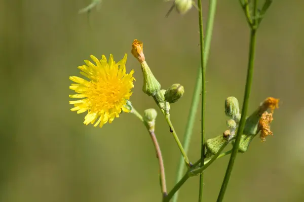 Perennial Sewthistle Bloom Close View Green Blurred Background — Stock fotografie