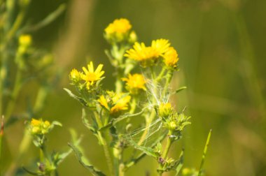 Tansy ragwort ön planda seçici bir odak ile yakın plan görünümünde çiçek açar