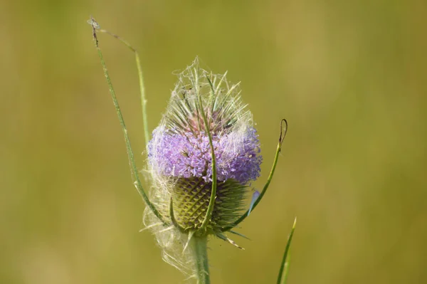 Yeşil Bulanık Arkaplanlı Çiçek Açmış Çaydanlık Görüntüsü — Stok fotoğraf