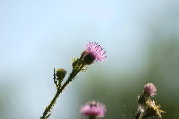 Stachelige Federlose Distel Voller Blüte Nahaufnahme Mit Verschwommenem Hintergrund — Stockfoto