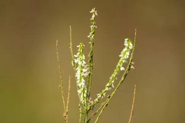 Çiçek Açan Beyaz Tatlı Yonca Yakın Plan Yeşil Bulanık Arkaplan — Stok fotoğraf