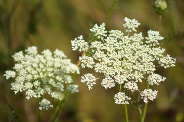 Bulanık arkaplanlı, çiçek açan yakın plan havuç.