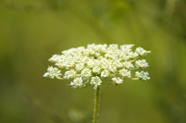 Yeşil bulanık arkaplanlı, yakın plan çiçekli vahşi havuç.