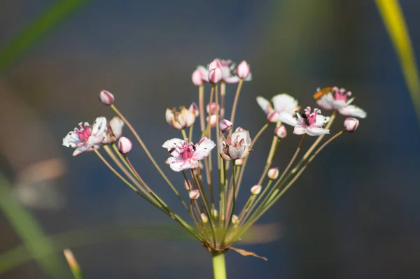 Önplanda Seçici Bir Odak Ile Çiçek Açıcı Yakın Görünüm Içinde — Stok fotoğraf
