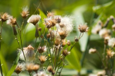 Dikenli devedikeni kabarık tohumları ön plana seçici bir şekilde odaklanmış yakın plan görüntüsü