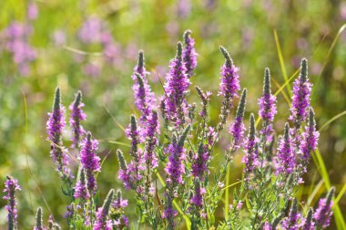 Mor gevşeklik çiçek açıcı yakın plan görünümde ve seçici ön plan odaklı