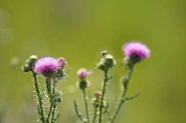 Arka planda bulanık bitkiler olan dikensiz dikenli devedikeni yakın plan görüntüsü