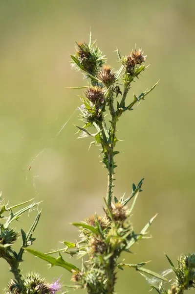 Bullendistelsamen Nahaufnahme Mit Grün Verschwommenem Hintergrund — Stockfoto