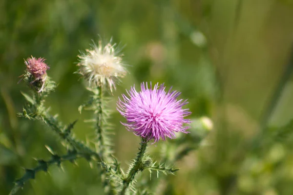 无刺的无毛雌蕊在开花的特写视野中 背景上有模糊的绿色植物和种子 — 图库照片