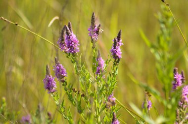Mor gevşeklik çiçek açıcı yakın plan görünümde ve seçici ön plan odaklı