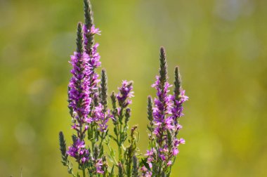 Yeşil bulanık arkaplan ve yakın plan görüntüsü olan mor gevşek çiçek.