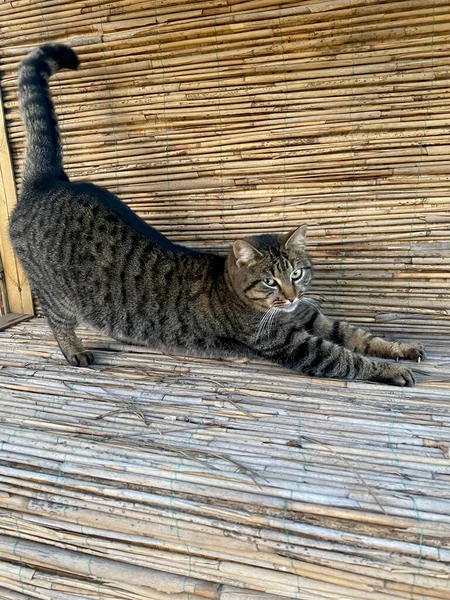 Gato Acostado Mirando Cámara Vista Cerca Con Pared Caña Fondo — Foto de Stock