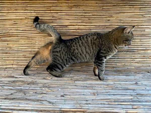 Gato Deitado Assistindo Câmera Close Vista Lateral Com Parede Junco — Fotografia de Stock