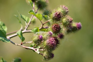 Arka planda bulanık yeşil bitkiler olan daha küçük burdock tomurcukları yakın plan görüntüsü