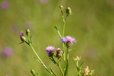Çiçek açan kahverengi knapweed. Arka planda yeşil bulanık bitkiler.