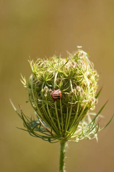 Wild Carrot Bloom Bug Close View Blurred Background — Stock Photo, Image