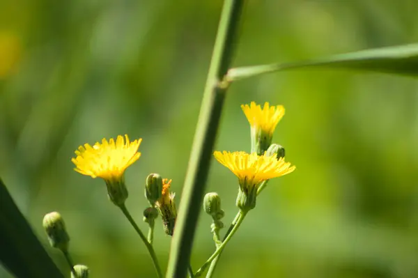 前景に焦点を当て 花のクローズアップビューで滑らかな鷹ひげ — ストック写真