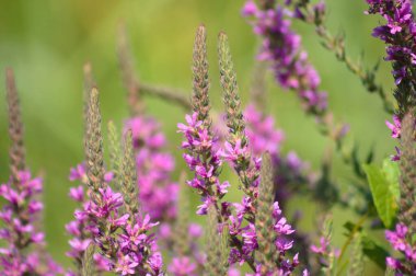 Çoklu mor gevşeklik ön planda seçici bir odak ile yakın plan görünümünde çiçek açar