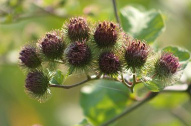 Çok küçük burdock tomurcukları ön plana seçici odaklı yakın plan görüntüsü