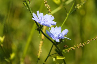 Arkaplanda canlı bulanık yeşil bitkiler ile çiçek yakın görüntüde yaygın hindiba rengi
