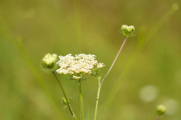 Morcov Sălbatic Vedere Înflorită Plante Verzi Încețoșate Fundal — Fotografie, imagine de stoc
