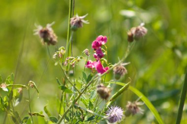 Çiçek açan tüberküloz bezelye ön planda seçici bir odak ile yakın plan görüntüsü