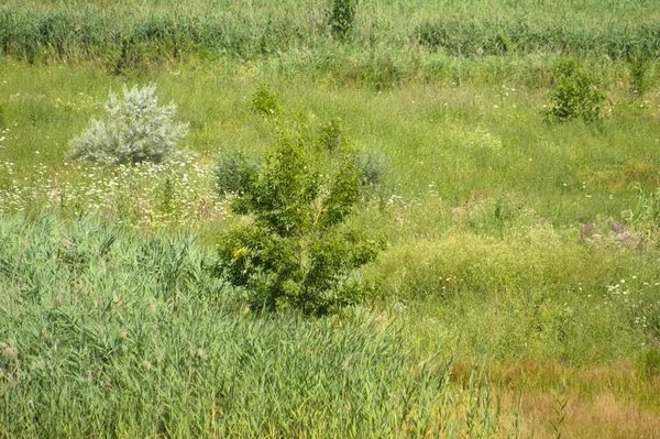 Landscape Grass Bushes Green Plants Selective Focus Background — Stock Photo, Image