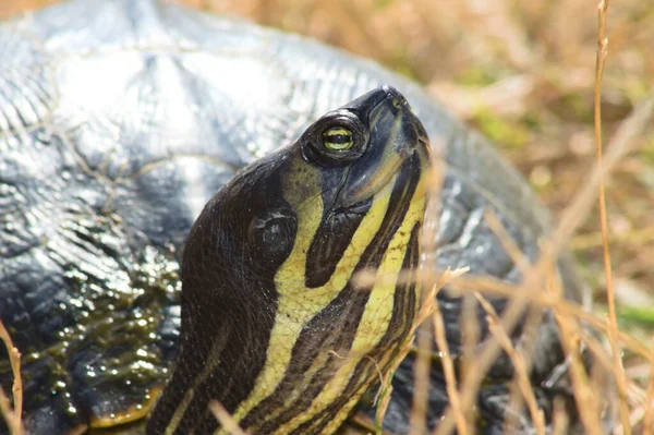 Turtle Huvud Sida Närbild Med Selektivt Fokus Förgrunden — Stockfoto