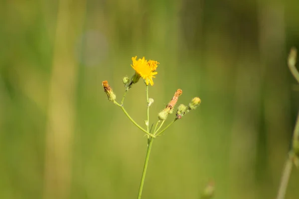 Semistele Perenne Fiore Vista Vicino Con Sfondo Verde Sfocato — Foto Stock