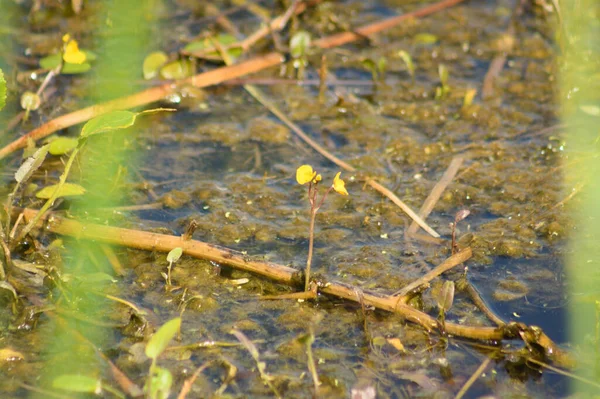 Amerikaanse Blaasjeskruid Bloei Close Krijgen Van Water — Stockfoto