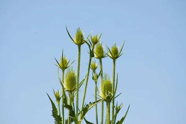 Cutleaf Teasel Vert Graines Vue Rapprochée Avec Ciel Bleu Sur — Photo