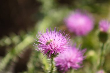 Arka planda bulanık bitkiler olan dikensiz dikenli devedikeni yakın plan görüntüsü