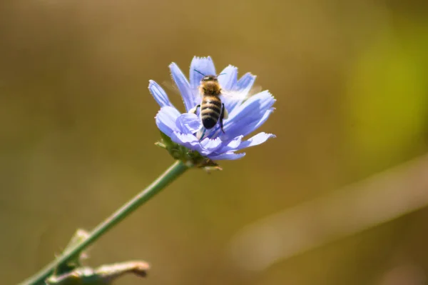 Biene Auf Chicorée Blume Nahaufnahme Mit Verschwommenem Hintergrund — Stockfoto
