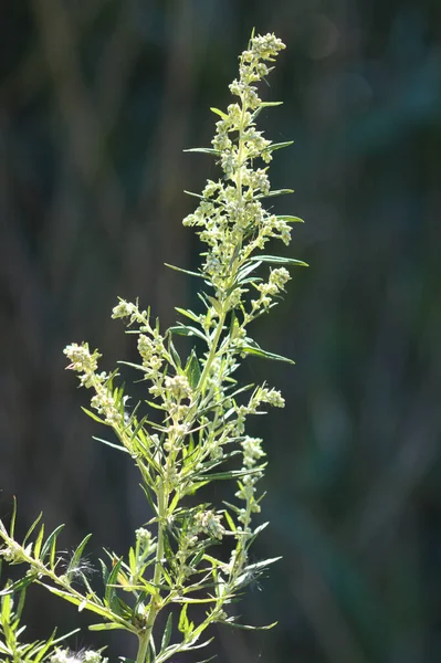 Comune Artemisia Fiore Primo Piano Con Attenzione Selettiva Primo Piano — Foto Stock