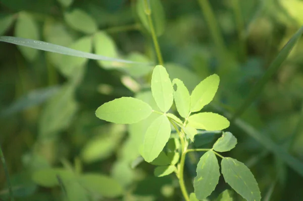 White Sweetclover Leaves Close View Selective Focus Foreground — Stock Photo, Image